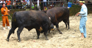 牛オーラセーは沖縄の伝統娯楽☆昔を残す闘牛の醍醐味